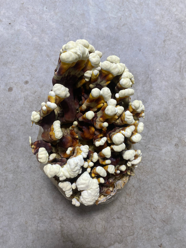 Reishi Mushroom Grow Kit