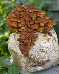 Chestnut Mushroom Grow Kit