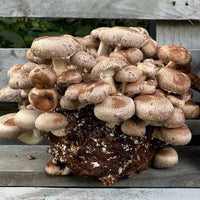 Shiitake Mushroom Grow Kit
