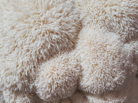 Organic Lion's Mane Mushroom Grow Kit
