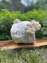 Organic Lion's Mane Mushroom Grow Kit
