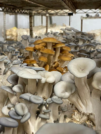 Pioppino Mushroom Grow Kit
