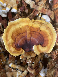 Reishi Mushroom Grow Kit