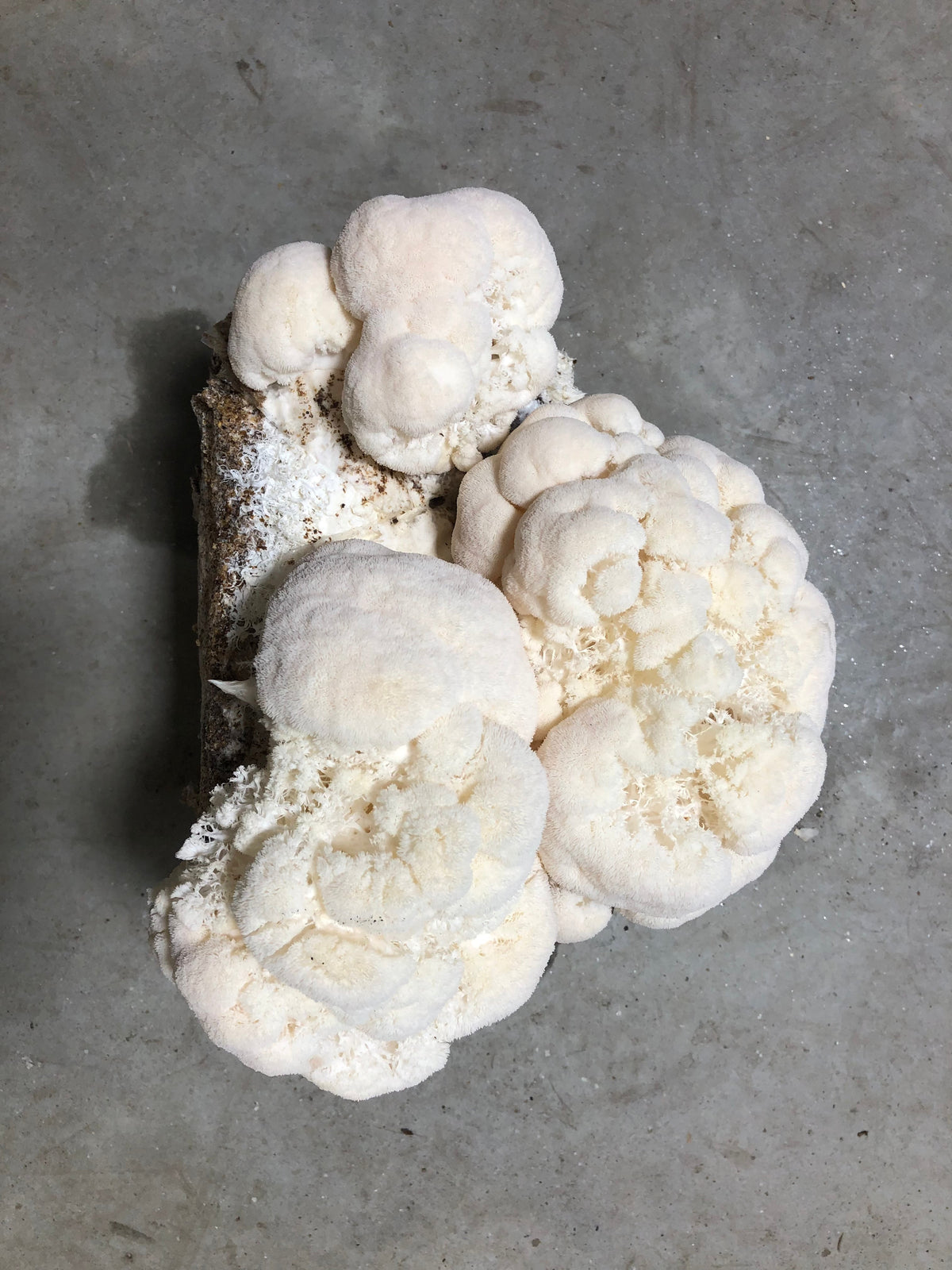 Organic Lion's Mane Mushroom Grow Kit