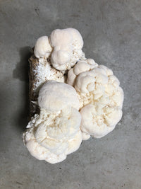 Organic Lion's Mane Mushroom Grow Kit