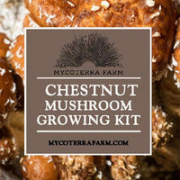 Chestnut Mushroom Grow Kit