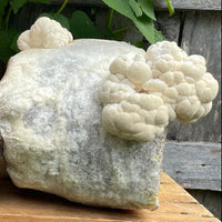 Organic Lion's Mane Mushroom Grow Kit