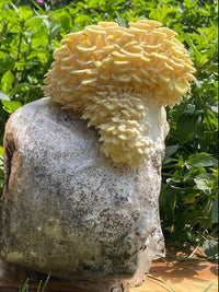 Yellow Oyster Mushroom Grow Kit