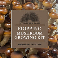 Pioppino Mushroom Grow Kit