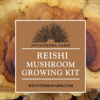 Reishi Mushroom Grow Kit