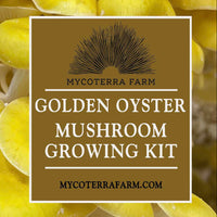 Yellow Oyster Mushroom Grow Kit